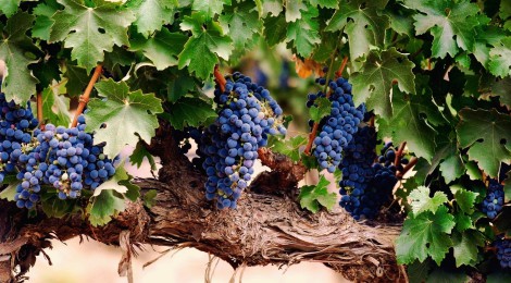 Intercâmbio 'TradE Wine' em Kampos (Chipre)
