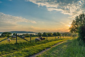 lake-constance-sheep-pasture-sheep-blue-158179-2